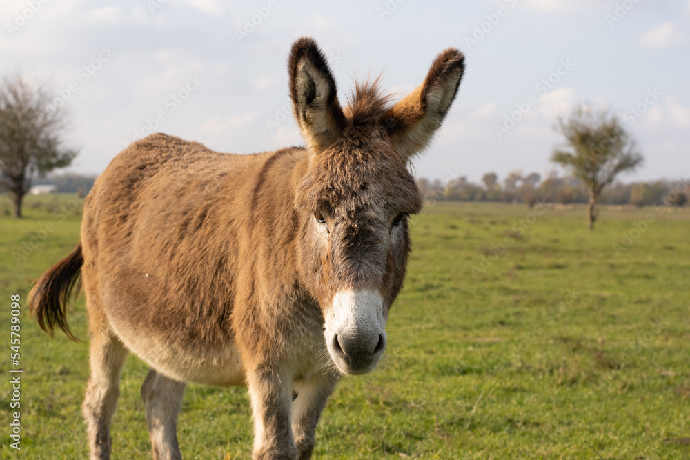 Photo of a brown donkey standing in a field looking into the camera Photo of a brown donkey standing in a field looking into the camera