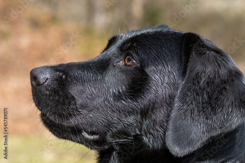 Head shot of a young black Labrador