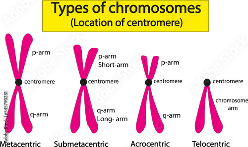 Types of Chromosomes (Centromere Location)
