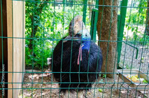 Beautiful Cassowary (kasuari) in a cage of a zoo, an endemic animal from Papua Indonesia photo