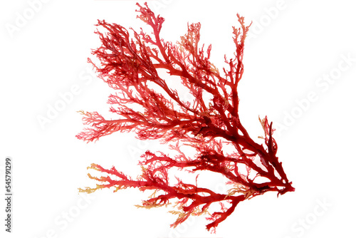 Obraz na plátně Red algae or seaweed branch isolated transparent png