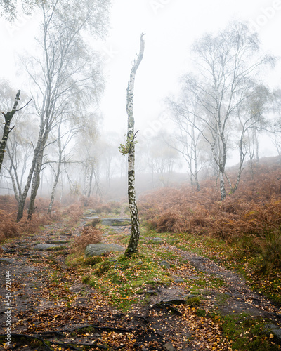 A lone birch trunk in a misty woodland.