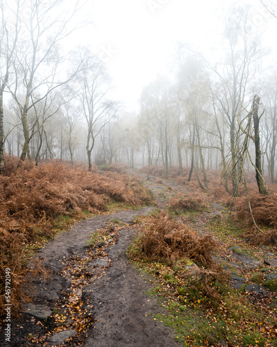 A winding path covered in autumn leaves lined by orange ferns through a misty birch woodland.