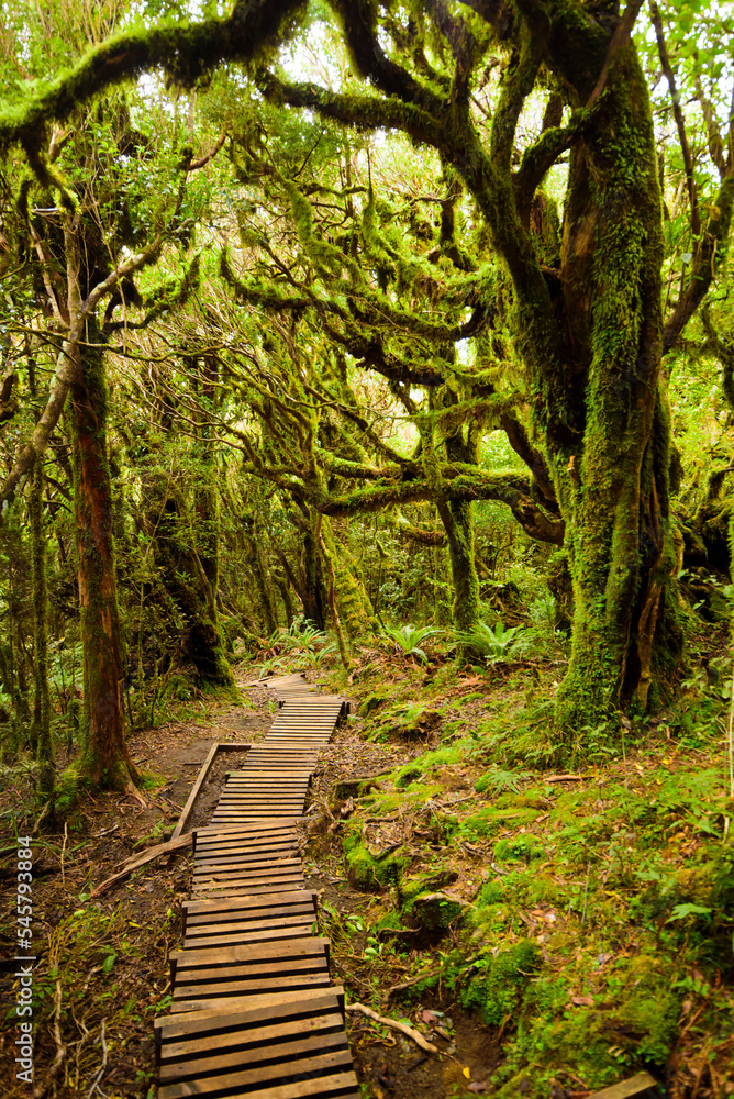 Pouakai track through native forest, Mt. Taranaki, New Zealand