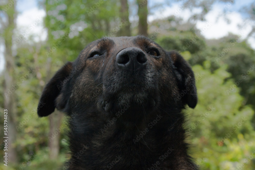 Black dog observing the world Black dog observing the world