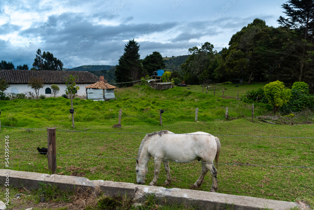 Fototapeta premium White horse grazing with a rural house in the background. boyaca . Colombia.