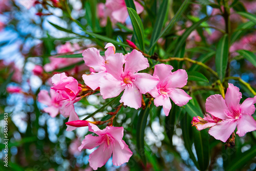 Close-up of blossoming of oleander in the fields in the spring