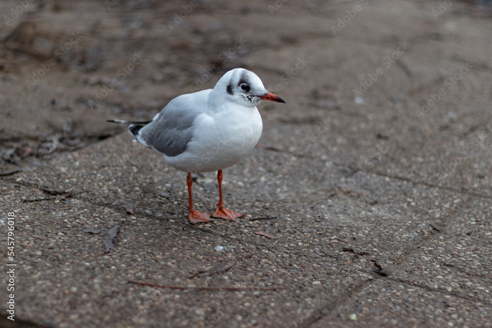 seagull on the beach seagull on the beach