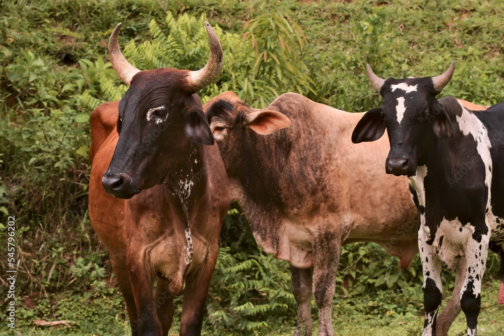 Cattle and horses eating and walking in the pasture Cattle and horses eating and walking in the pasture
