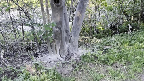 Ghost Tree with Bugs