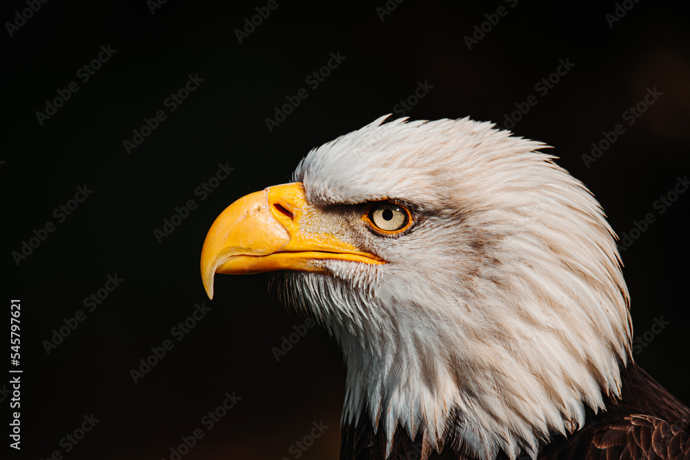 american bald eagle american bald eagle