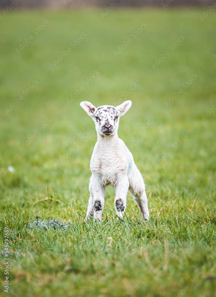 Lamb Lamb
