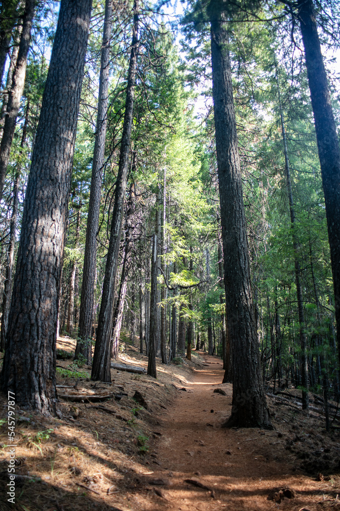 Obraz premium Castle Crag California State Park looking at the Trail winding up the Mountain