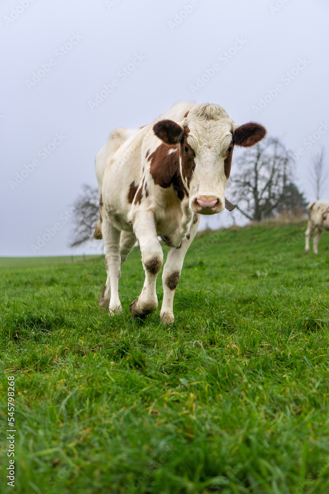 Cows in a green field. Lucerne, Switzerland