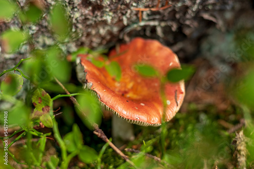 Russula mushroom in the forest