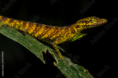 Close up of an O'Shaughnessy's Anole (Anolis gemmosus) on a leaf in its environment in the cloudforest in Ecuador.   Reptile portraits. Wildlife photography. Fauna in outdoors. © Ana Dracaena