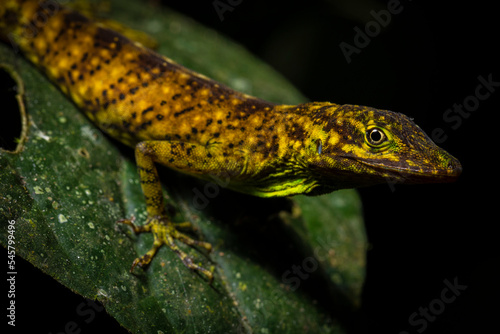 Close up of an O'Shaughnessy's Anole (Anolis gemmosus) on a leaf in its environment in the cloudforest in Ecuador.Reptile portraits. Wildlife photography. Fauna in outdoors.