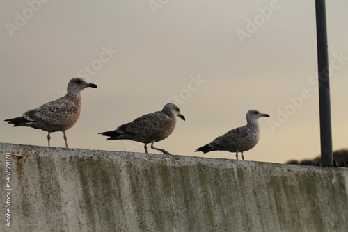 seagulls 