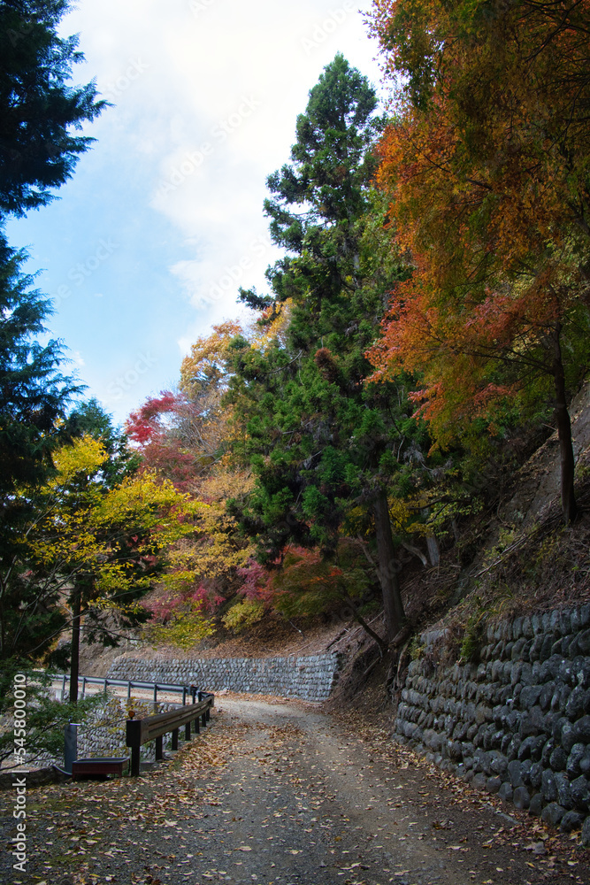 Naklejka premium 身延山のハイキング西コースの紅葉