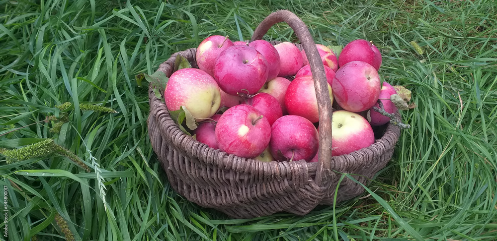 Red apples in a wicker basket among the green grass Red apples in a wicker basket among the green grass
