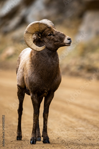 Colorado Bighorn Sheep 