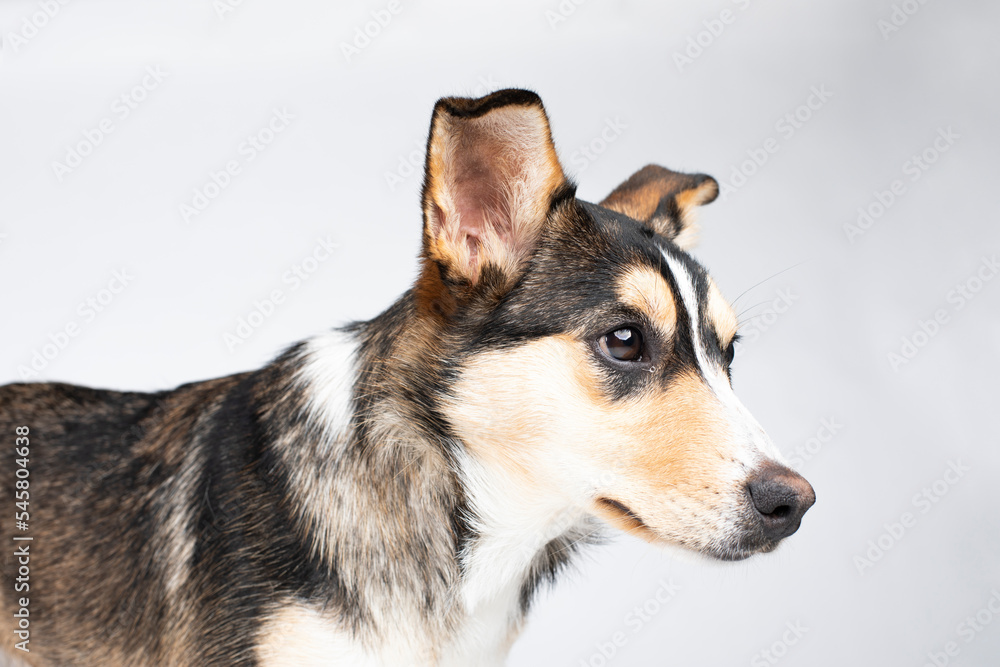 headshot of a puppy on a white background headshot of a puppy on a white background