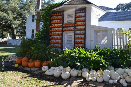 Wooden white wall with many of orange mini pumpkins