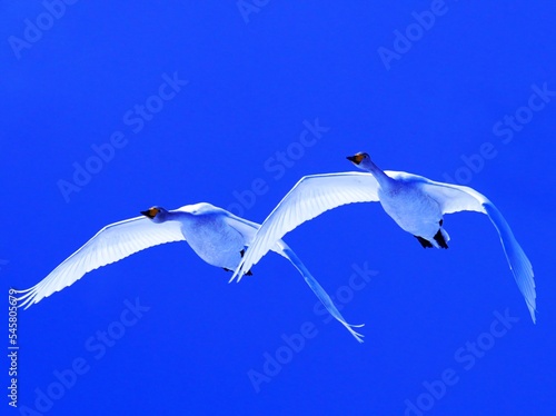 青空を飛ぶ白鳥
