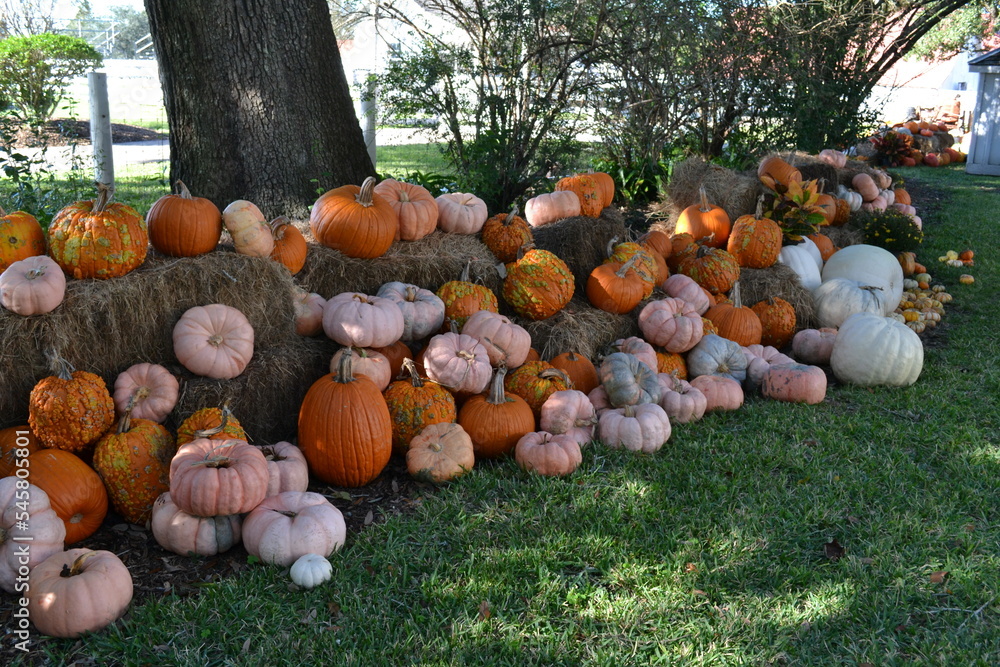 Pumpkins in the hay
