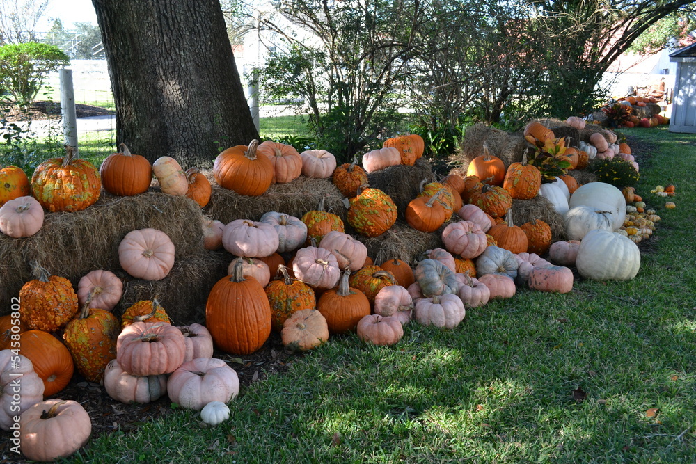 Pumpkins trail in the garden