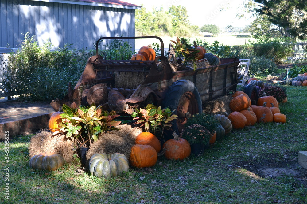 A tractor and pumpkins in the garden