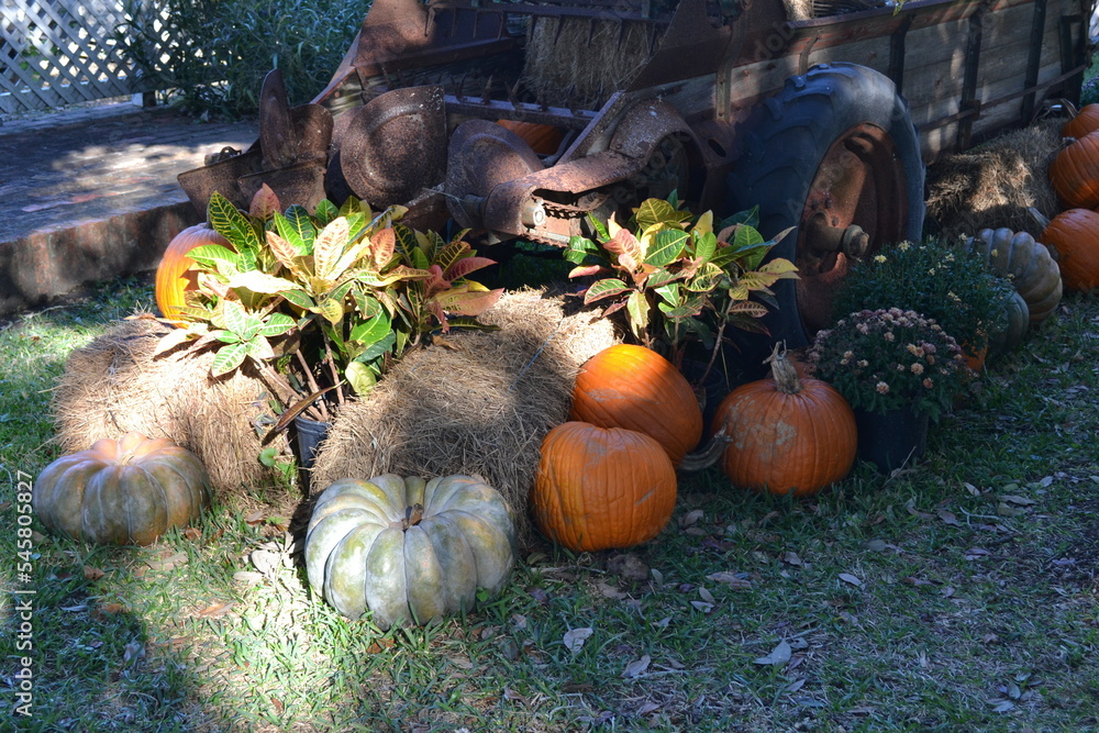 Pumpkins and a tractor in the garden
