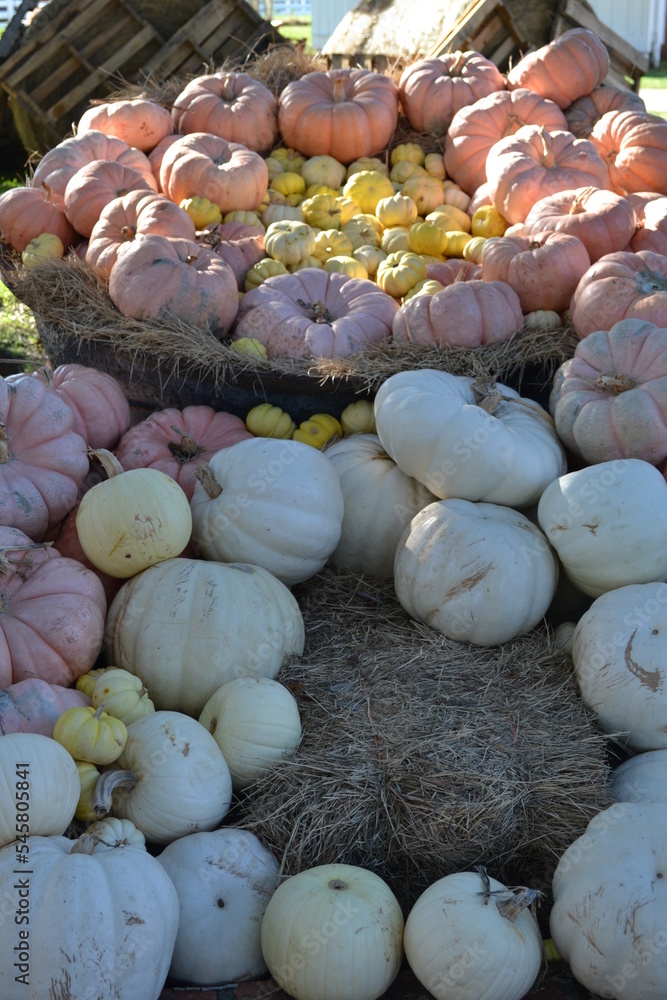 White pumpkins crop in the garden