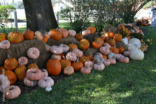 Pumpkins in the hay  photo