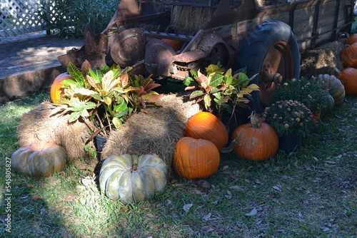 Obraz na płótnie Pumpkins and a tractor in the garden w salonie