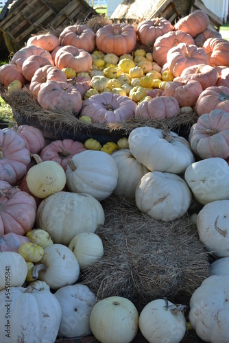 Obraz na płótnie White pumpkins crop in the garden w salonie
