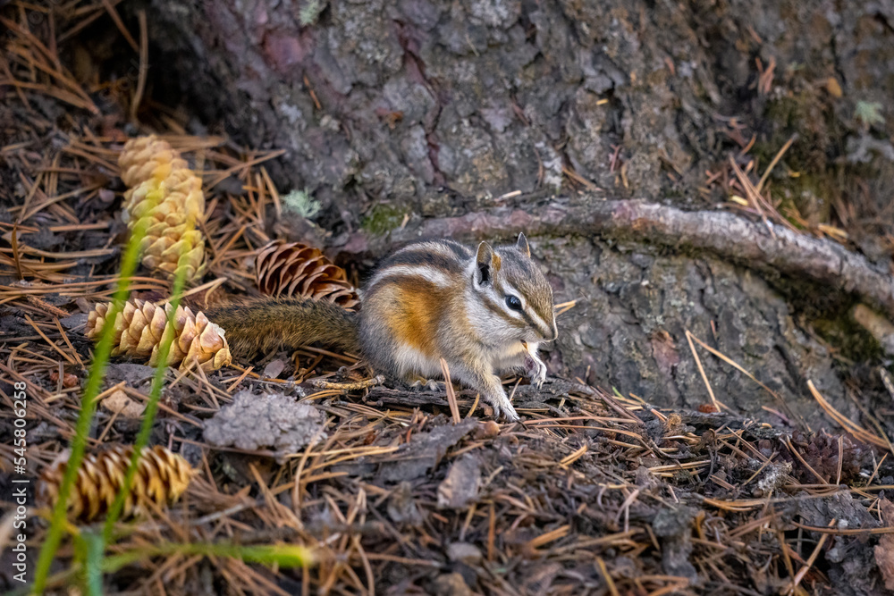small cute chipmunk sitting by fallen pine cones