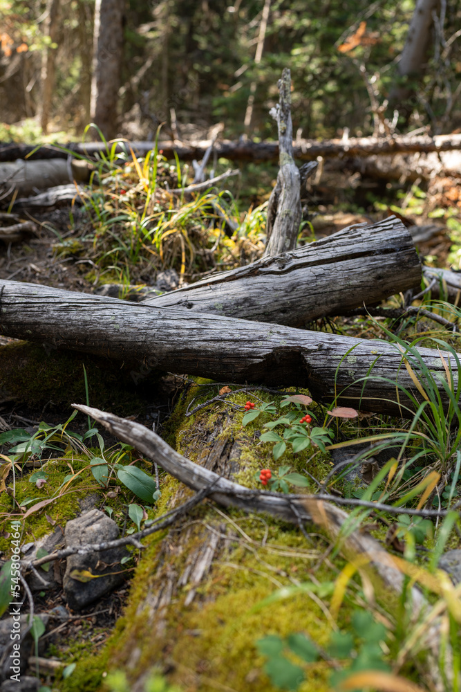 fallen logs amongst the fall berries in Kootenay National Park fallen logs amongst the fall berries in Kootenay National Park