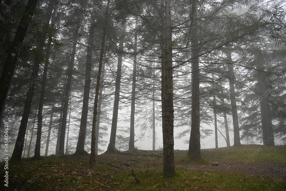 Obraz premium trees in the forest