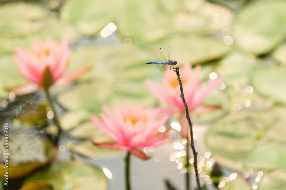 Obraz premium Lotuses and dragonfly, Lotus flower on the water