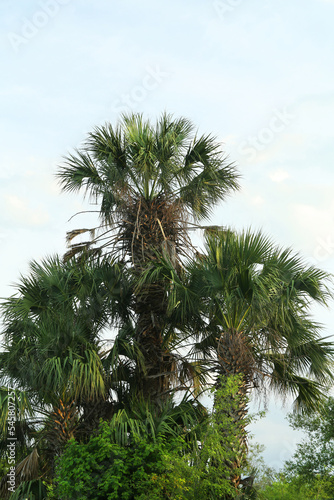 Beautiful view of palm trees against cloudy sky. Tropical plants