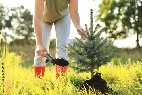 Foto Woman planting conifer tree in meadow on sunny day, closeup