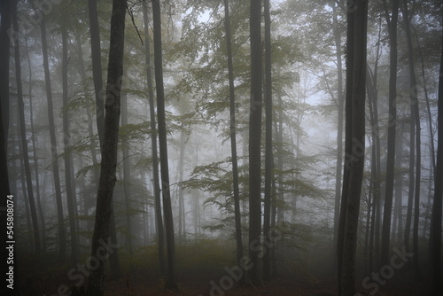 fog in the woods