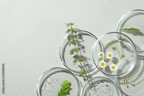 Flat lay composition with Petri dishes and plants on light grey background. Space for text
