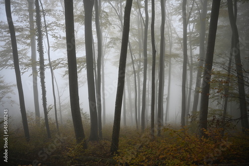 misty morning in the forest  austria