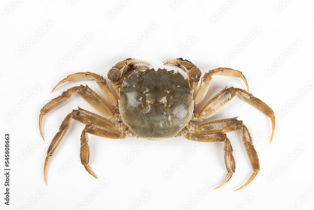 live hairy crab or Chinese mitten crab isolated on white background.