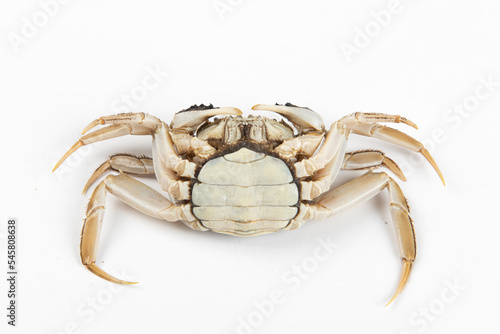 live female hairy crabs isolated on white background.