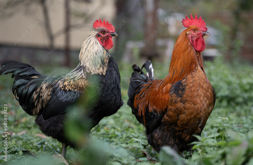 Fototapeta premium beautiful chickens and roosters outdoors in the yard.