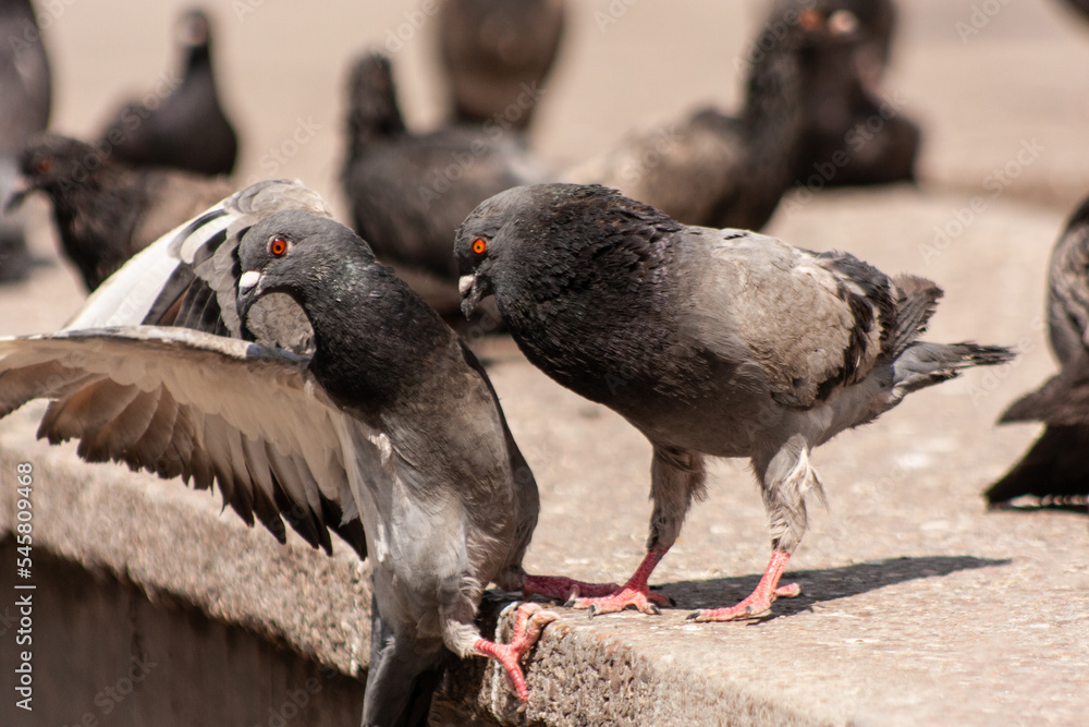 Fototapeta premium street pigeons having fun in an urban environment.