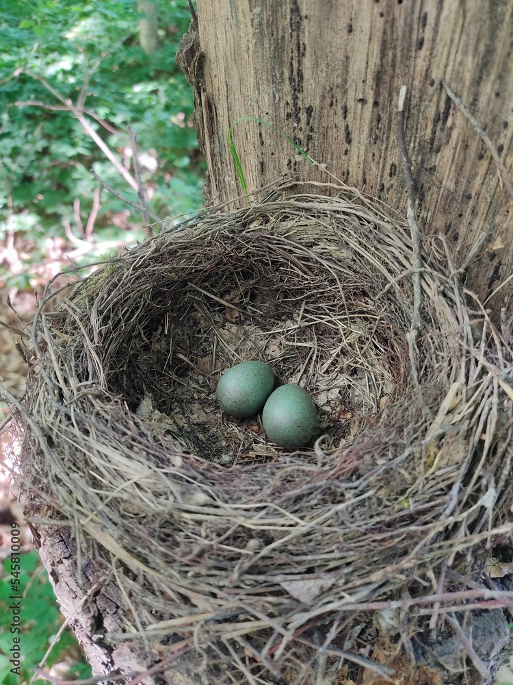 a pair of blue bird eggs in a nest in the forest on a tree. a pair of blue bird eggs in a nest in the forest on a tree.